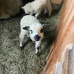 Rindalphorn Mit Sauna In Laendlicher Idylle Feriehus *